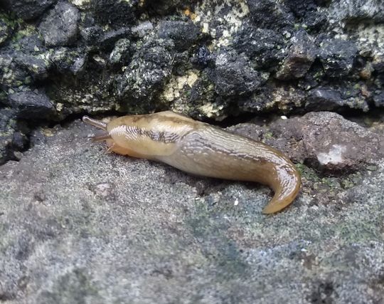 ナメクジが気持ち悪い