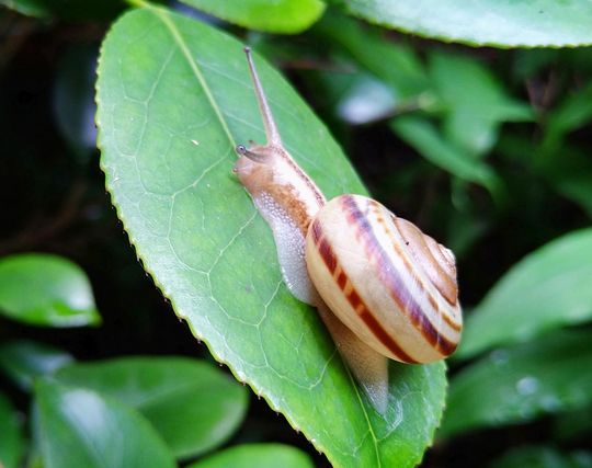 カタツムリになる夢