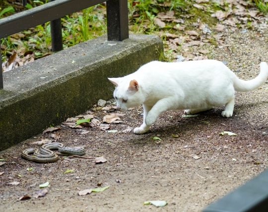 蛇が自殺する夢