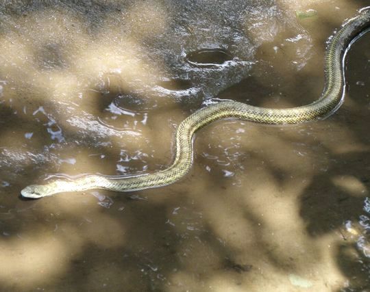 蛇が近づいて来る夢