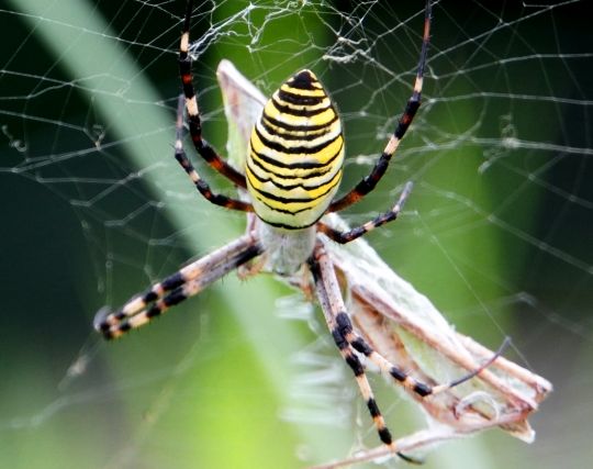 蜘蛛が獲物を捕まえる夢