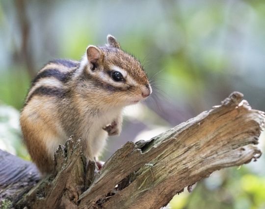 リスが現れて喜ぶ夢