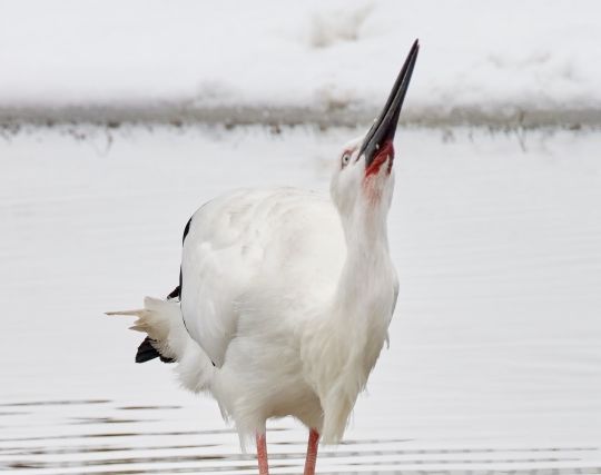 コウノトリになる夢