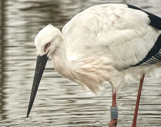 コウノトリに逃げられる夢