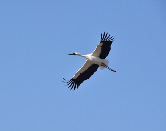 コウノトリが大空を羽ばたく夢