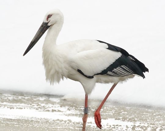 コウノトリが楽しい夢