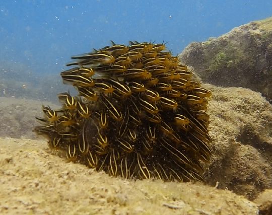 ゴンズイ玉の夢