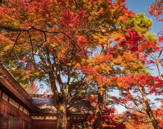 夏に紅葉を見る夢