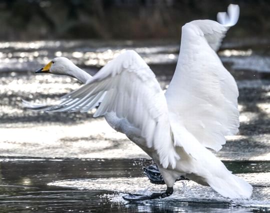 白鳥が飛ぶ夢