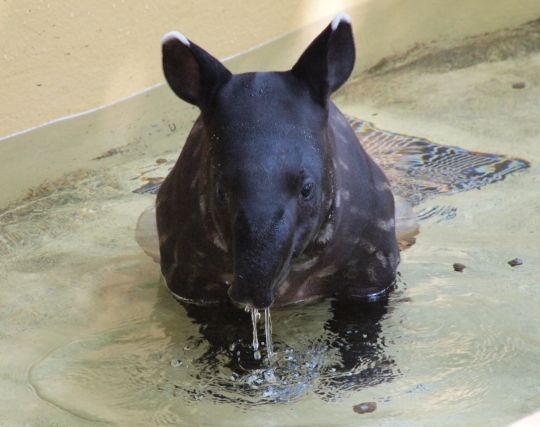 黒いバクの夢