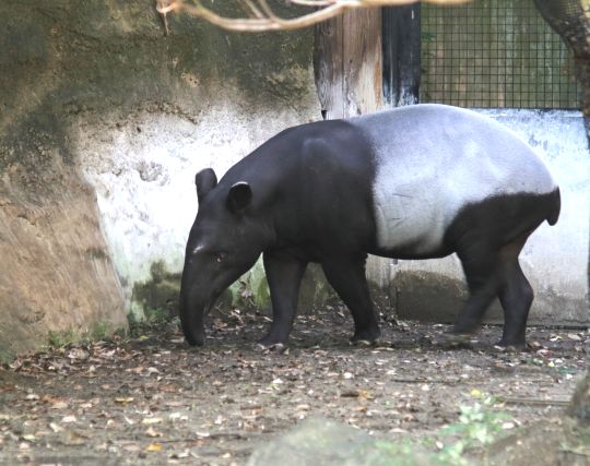 バクが吐く夢