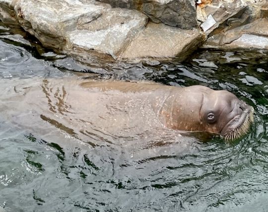 セイウチを追いかける夢