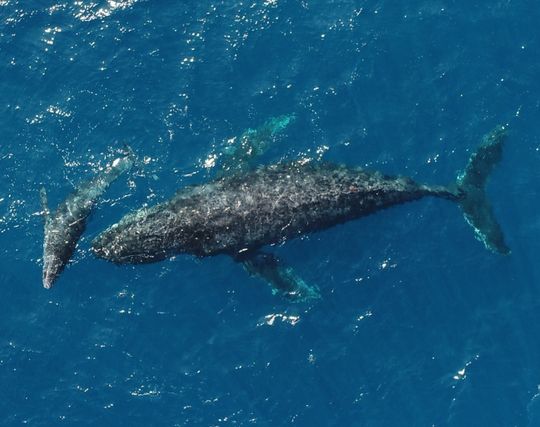 クジラが出産する夢