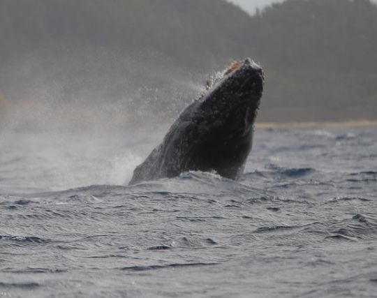 大きなクジラの夢