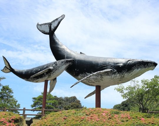 クジラが現れて安心する夢