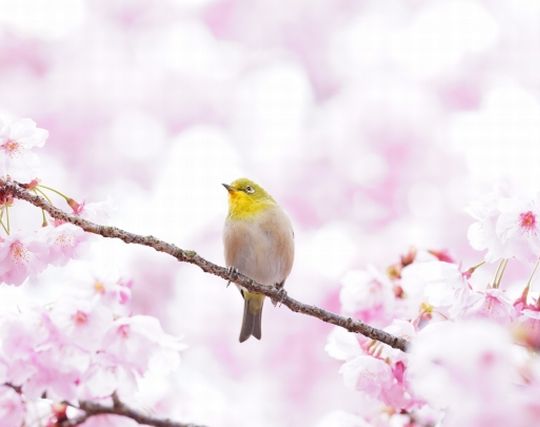 パステルカラーのメジロの夢