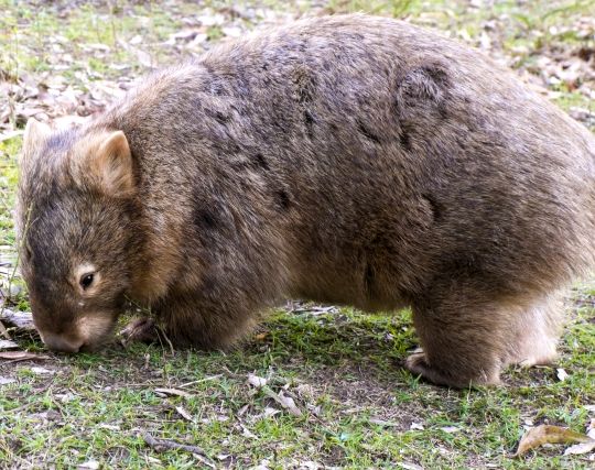 ウォンバットが現れて喜ぶ夢