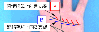 感情線の支線の選択