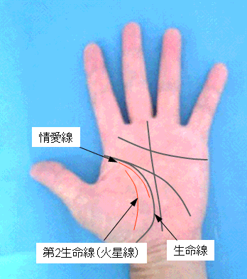 二重生命線（火星線）・情愛線の見方