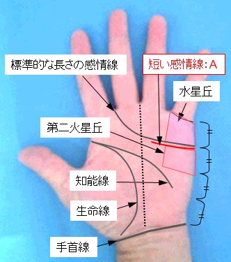 感情線の長さと有無の選択