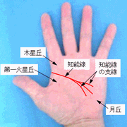 知能線（頭脳線）の見方