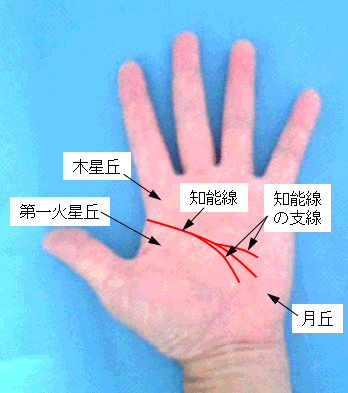 知能線の濃淡・長さ・支線の見方