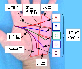 知能線（頭脳線）の終点の選択