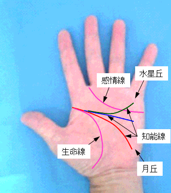 知能線の終点の見方